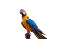 Bird Blue and yellow macaw standing on branches Royalty Free Stock Photo