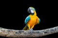 Bird Blue-and-yellow macaw standing on branches Royalty Free Stock Photo