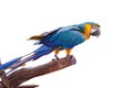 Bird Blue-and-yellow macaw standing on branches Royalty Free Stock Photo