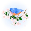 Bird Bluebird small thrush songbirdons on an branch wild Cherry wild Cherry blue spring background vintage vector illustrati