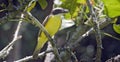 Bird boat-billed flycatcher on branch in the forest