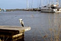 A bird in a boat dock Royalty Free Stock Photo