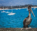 Bird , boats & bay Royalty Free Stock Photo