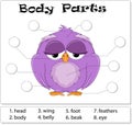 Bird body parts Royalty Free Stock Photo