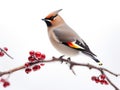 Bird Bohemian Waxwing