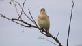 Bird Booted Warbler Hippolais caligata. Small bird is tweeting on the branch of a low bush in the middle of the meadow