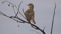 Bird Booted Warbler Hippolais caligata. Small bird is tweeting on the branch of a low bush in the middle of the meadow