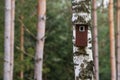 Bird booth hung on a tree. Spring home for birds Royalty Free Stock Photo