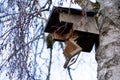 Bird box on a tree, open and empty. There is bird nest inside. Royalty Free Stock Photo