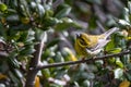 Bird on a brach looking down