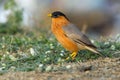 Bird, Brahminy Starling (01) Royalty Free Stock Photo