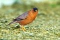 Bird, Brahminy Starling (02) Royalty Free Stock Photo