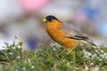 Bird, Brahminy Starling (03) Royalty Free Stock Photo