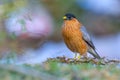 Bird, Brahminy Starling (04) Royalty Free Stock Photo