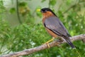 Bird, Brahminy Starling (09) Royalty Free Stock Photo