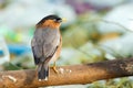 Bird, Brahminy Starling (07) Royalty Free Stock Photo