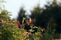 Bird sitting on the branch Royalty Free Stock Photo