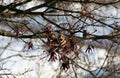 The bird on a branch the beginning of spring Royalty Free Stock Photo