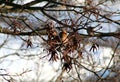 The bird on a branch the beginning of spring Royalty Free Stock Photo