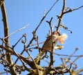 bird on a branch