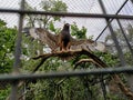 Bird on branch in cage with trees in Sydney, Australia, Featherdale Sydney Wildlife Park