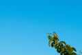 A bird on a branch catches insects in the air in the warm evening