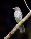 Bird on a branch and dark background