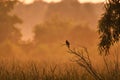 Bird On A Branch At Dawn: A Red-winged Blackbird Perched On A Branch Silhouette In The Early Red Dawn With The Hazing Forest In