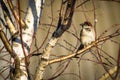 Bird on branch of fruit tree.
