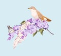 Bird and branch of lilac