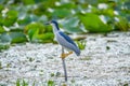 Bird on branch with lily leaf, Heron in Danube Delta