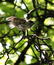 Bird on the branch Royalty Free Stock Photo