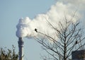 Bird on a branch near a smoking chimney producing greenhouse gasses