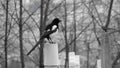 Bird on Branch in Odessa, Ukraine