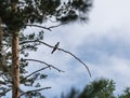 Bird On A Branch Of A Pine Tree Against The Blue Sky. Cuckoo Bird.