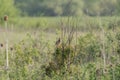 Bird on a branch