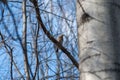 Bird on a branch in spring, spring comes, buds bloom with the arrival of birds