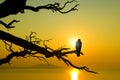 Bird on branch on sunset Royalty Free Stock Photo