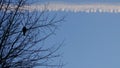 bird branch tree sky train