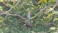 Ã Â¸ÂºBird on branch in tropical rain forest.