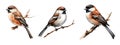 Bird on a branch watercolor clipart illustration with isolated background