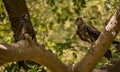 Bird on a branch