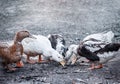 Bird breeding birds. Industrial farm with breeding geese. A flock of white geese grazing in the meadow. Close-up Royalty Free Stock Photo