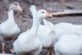 Bird breeding birds. Industrial farm with breeding geese. A flock of white geese grazing in the meadow. Close-up Royalty Free Stock Photo