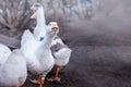 Bird breeding birds. Industrial farm with breeding geese. A flock of white geese grazing in the meadow. Copy spase Royalty Free Stock Photo