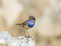 Bird with bright blue feathers stands on a stone and sings in th Royalty Free Stock Photo