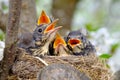 Bird brood in nest on blooming tree, baby birds, nesting with wide open orange beaks waiting for feeding Royalty Free Stock Photo