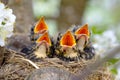 Bird brood in nest on blooming tree, baby birds, nesting with wide open orange beaks waiting for feeding