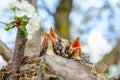 Bird brood in nest on blooming tree, baby birds, nesting with wide open orange beaks waiting for feeding Royalty Free Stock Photo