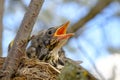 Bird brood in nest on blooming tree, baby birds, nesting with wide open orange beaks waiting for feeding Royalty Free Stock Photo